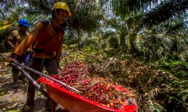 Petani-Kelapa-Sawit-Indonesia-Terima-Kasih-ke-Presiden-Jokowi-Karena-Cabut-Larangan-Ekspor