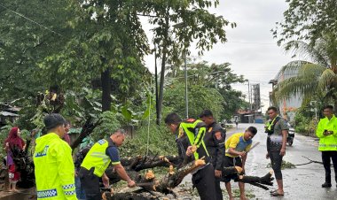 Siaga-Bencana,-Polisi-Kembali-Bersihkan-Pohon-Tumbang-di-Labuan-Bajo