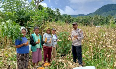 Polri-Dukung-Ketahanan-Pangan,-Produksi-Jagung-Indonesia-Meningkat-pada-Triwulan-pertama-2025