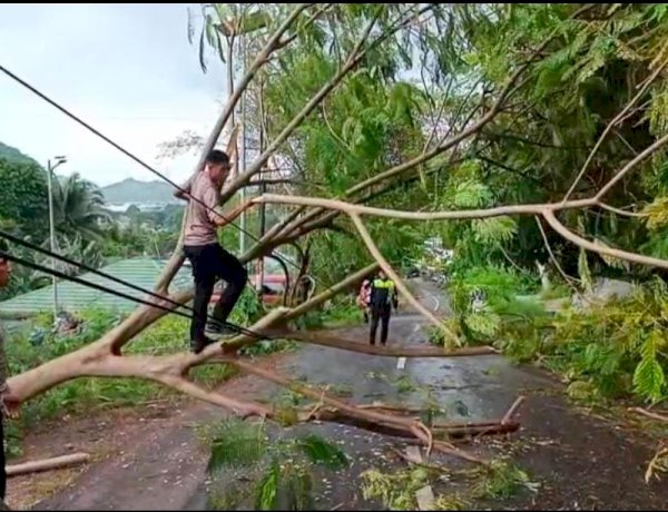 Aksi Cepat Anggota Polres Mabar Bersihkan Pohon Tumbang dengan Alat Seadanya
