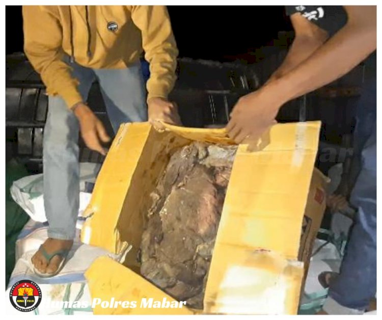 Polres Manggarai Barat Gagalkan Penyelundupan Ratusan Kilogram Daging Rusa di Labuan Bajo