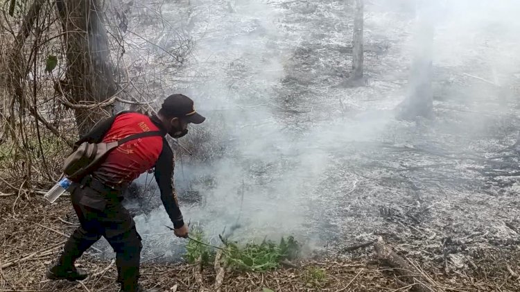 Kebakaran Hutan RTK 111, Kapolsek Kuwus Bersama Anggota Memadamkan Api Menggunakan Alat Seadanya