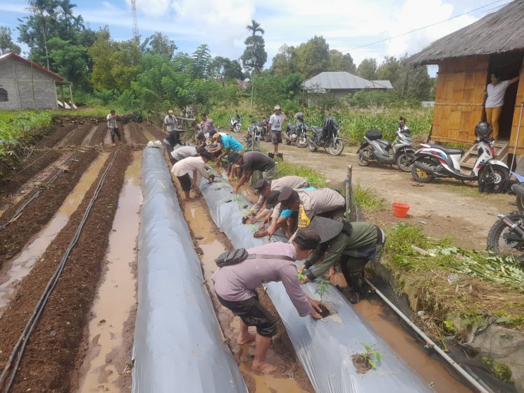 Dukung Program Ketahanan Pangan, Polsek Kuwus Gunakan Dua Hektare Lahan Tanam Cabai dan Wortel