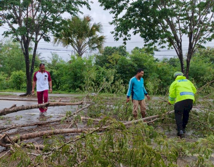 Cegah Kemacetan dan Laka Lantas, Polisi Evakuasi Pohon Tumbang di Labuan Bajo