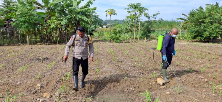 Wujudkan Ketahanan Pangan, Polisi Rawat Tanaman Jagung di Labuan Bajo