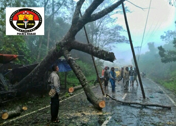 Bhabinkamtibmas Polres Mabar Turun Langsung Evakuasi Pohon Tumbang di Parlolo