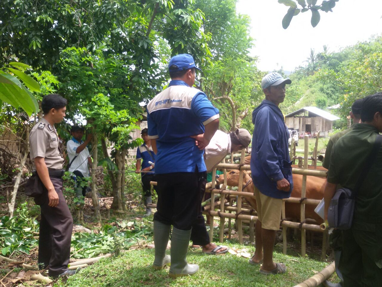Bhabinkamtibmas Desa Compang Longgo, Polres Mabar Ikut memonitoring Kegiatan UPSUS SIWAB Sebagai Wujud Dukungan Kepada Pemerintah Menuju Swasembada Sapi