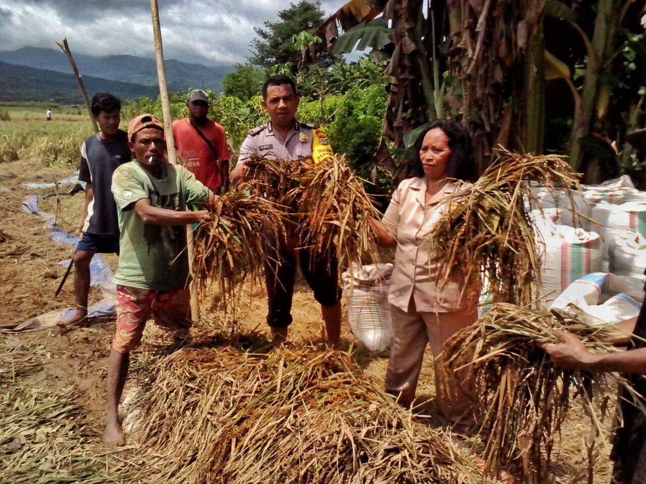 Bhabinkamtibmas Desa Golo Bilas Polres Mabar Pantau Lokasi areal Persawahan Yang terkena Banjir