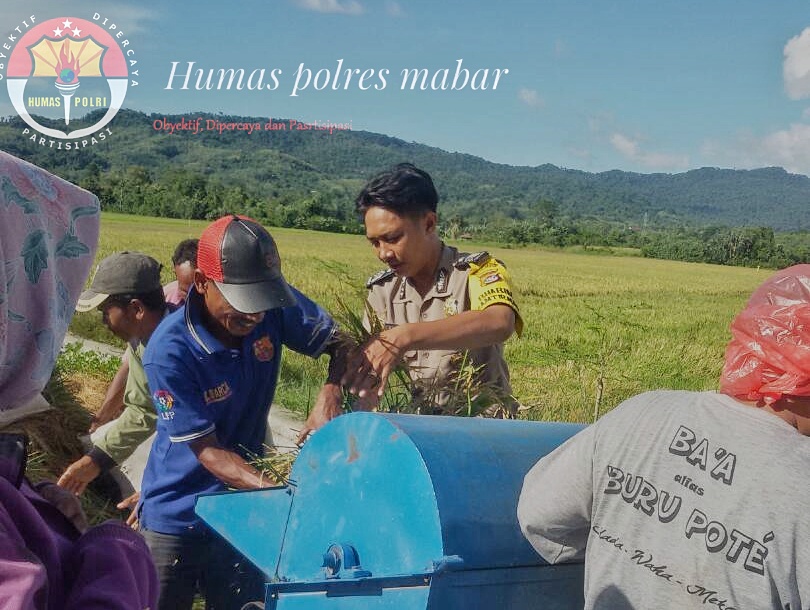 Bhabinkamtibmas Desa Compang Longgo Turun ke lapangan, Untuk Membantu Para Petani Yang Sedang Memanen Sasil Padi