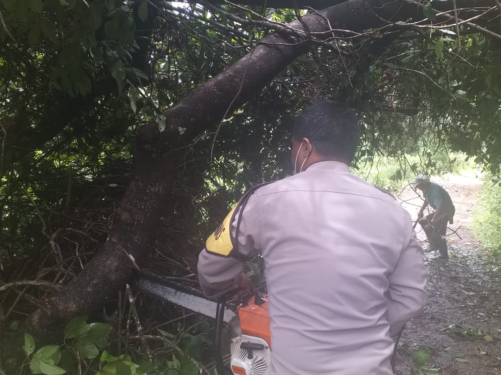 Polisi Bersama Warga Bersihkan Pohon Tumbang Di Jalan Trans Flores Menuju Kampung Nobo